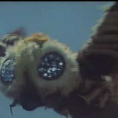 Mothra vs. Godzilla (1964) photo