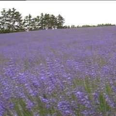 Kita no Kuni Kara (1981) photo