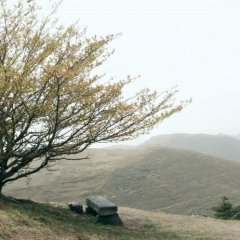 Under the Hawthorn Tree (2010) photo