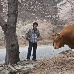 Rolling Home With A Bull (2010) photo
