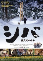 Shiba Dreaming of Jomon Dogs