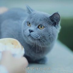 Cat in the Eastern Palace (2020) photo