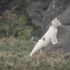 The Tale of the Cat Spirit (2021) photo
