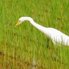 Rice People (2022) photo