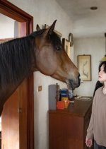 The Horse (2023) photo